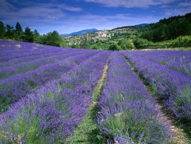 Field of Lavender in France (click to view)