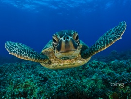 greenturtle (click to view)
