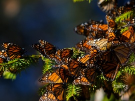 monarchs (click to view)