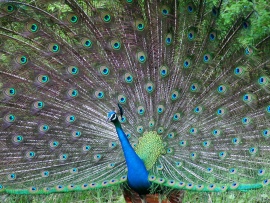 Peacock (click to view)