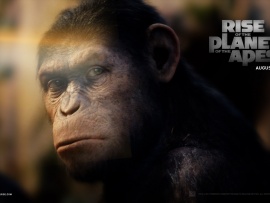 rise of the planet of the apes wallpaper4 1680 (click to view)