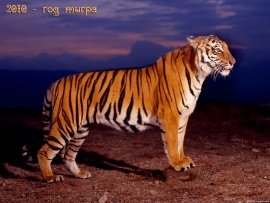 Tiger2010 (click to view)