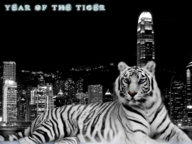 year of the tiger (click to view)