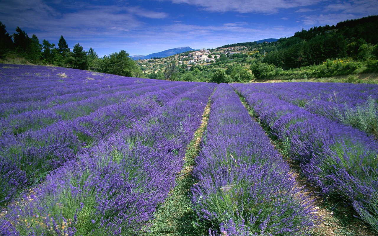 Field of Lavender in France