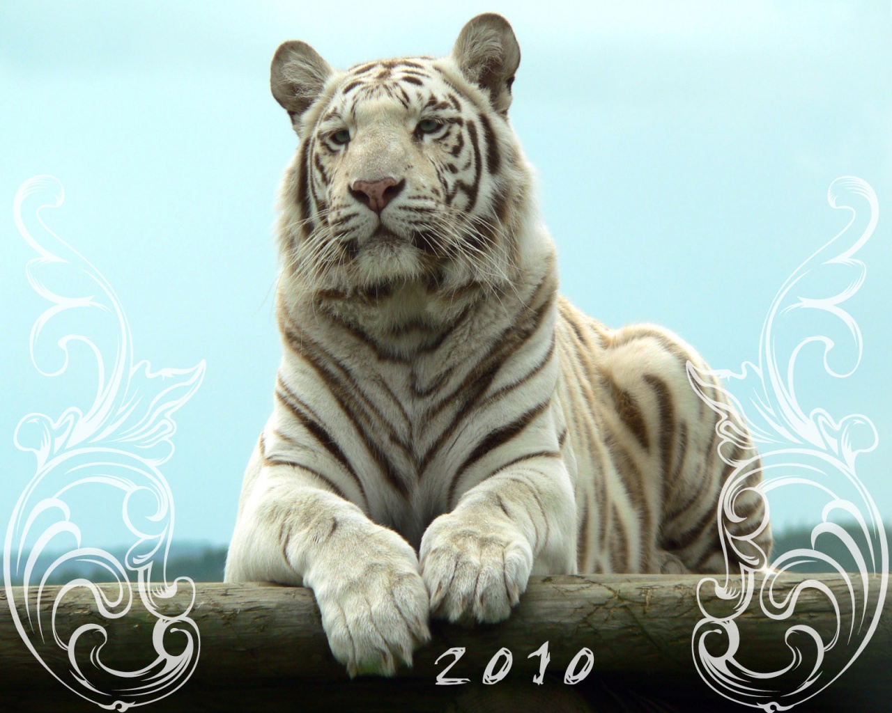 year of the tiger